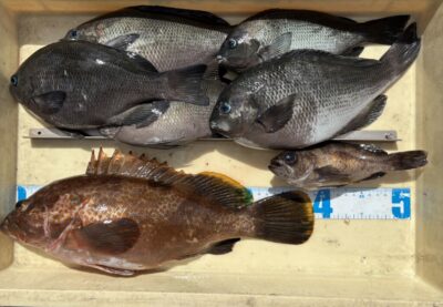 <p>川原様　沖の北　エビ撒き釣り　アコウ39cm🐟　グレ最大31cm🎣　リリース多数🐟</p>