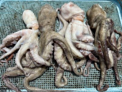 <p>タコムラ様　旧一文字カーブ　タコエギでタコ4杯🐙</p>