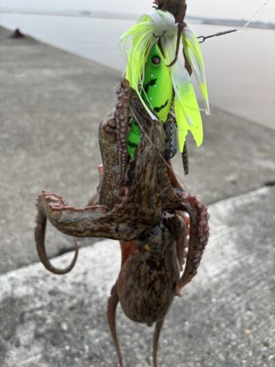 <p>山内様 沖の北内向き タコエギでタコ500g！</p><p>ちょっと苦潮な感じです。ガッチョが1匹浮いてました。継ぎ目を狙った方もいたんですが釣れず…。</p>