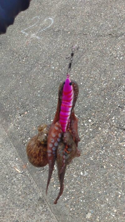 <p>杉原様　旧一文字赤灯　蛸電で新子タコ🐙</p>