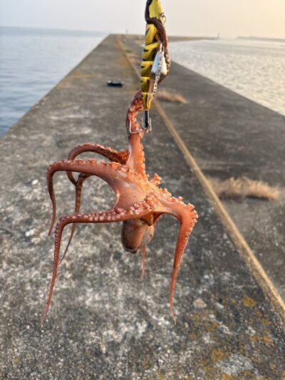 <p>アイアンTK様　旧一文字カーブ〜白灯　蛸電でマダコGET🐙LINE釣果報告ありがとうございます♪</p>