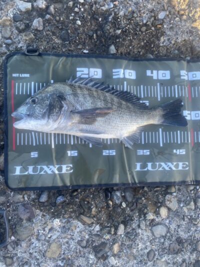 <p>いそやんの弟子(非公認)  吉岡様　旧赤灯　ふかせ釣りで良型のチヌ🎣</p>