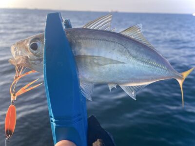 <p>釣れない猫様　沖の北　ジャックアイ・豆クネクネで中アジ！</p>