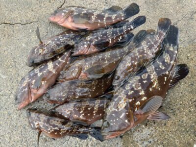 <p>F様　沖の北　エビ撒き釣りで良型アコウ！撮影後リリース♪</p>