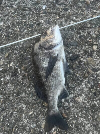<p>レジェンド山本　旧一文字赤灯内向き　飲ませ釣りでチヌ！</p>