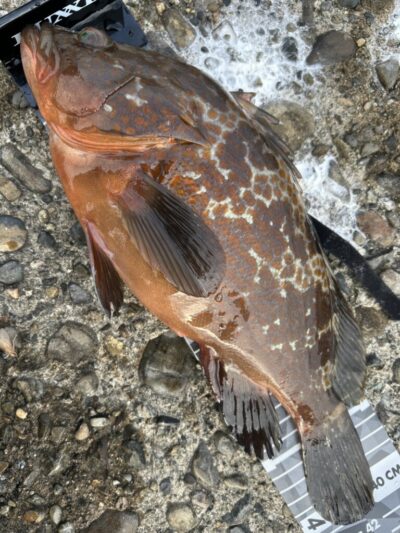<p>福山様　旧一文字赤灯外向き　エビ撒き釣りでアコウ41cm！！！すごい体高です♪</p>