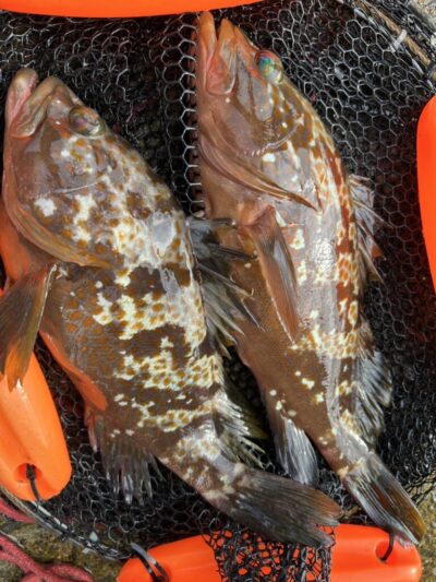 <p>F様　沖の北　エビ撒き釣りで良型アコウ！</p>