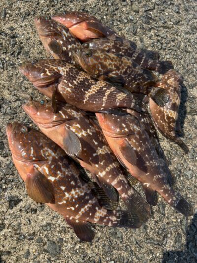 <p>福山様　沖の北　船着近くの外向き　エビ撒き釣りでアコウ！小さいのは撮影後リリース♪</p>