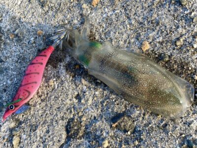 <p>釣れない猫様　沖の北　ハヤブサ　スクイッドジャンキーで新子アオリイカ！リリース♪</p>
