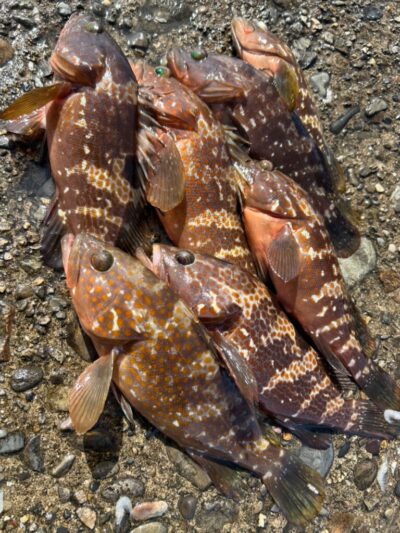 <p>F様　沖の北内向き　エビ撒き釣りでアコウ！撮影後リリース♪</p><p>北も旧も若干苦潮のようでガシラは釣れていないようです。ガシラが当たってこないのでアコウが釣れやすい。</p>