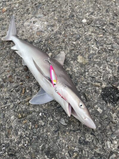<p>上垣内様　沖の北　ショアジギでサメ！！！</p>