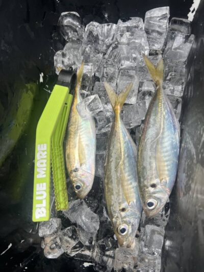 <p>沖の北先端内向き　足元サビキで中アジ！他に豆アジも♪　サバだらけです。</p>