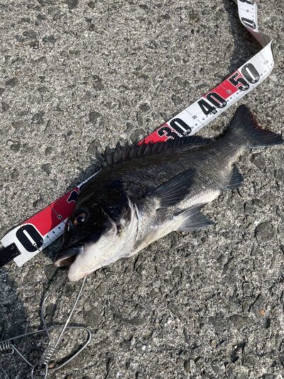 <p>上垣内様　沖の北　飲ませ釣りでチヌ！餌は釣れた豆アジ</p>