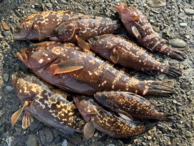 <p>福山様　旧一文字赤灯外向き　エビ撒き釣りでアコウ大漁！最大41.5cm！撮影後小さいのはリリース♪</p><p>ゆる〜い苦潮なのでガシラは食ってこないそうです。アコウにはちょうどいい感じです。</p>