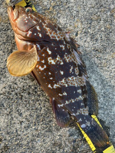 <p>福山様　旧一文字白灯外向き　エビ撒き釣りでアコウ40.5cm！2日連続40アップ♪流石です！</p><p>ガシラは食ってこないので苦潮気味なんですがゆるい苦潮なのでアコウは釣れます。アコウにはちょうどいい潮加減。</p>