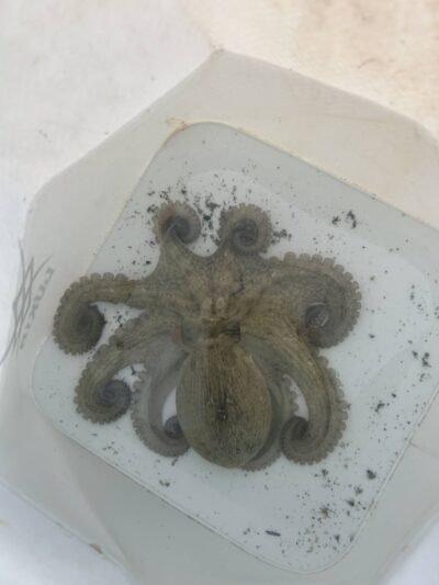 <p>ひまわり🌻様　沖の北　ケーソン継ぎ目で新子タコ🐙</p>