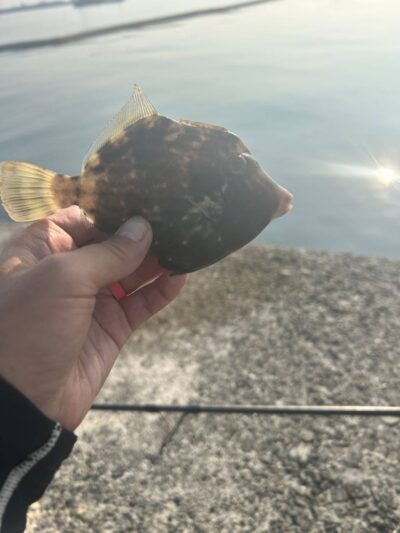 <p>ひまわり🌻様　沖の北　胴突き仕掛けでカワハギ3つ♪撮影後リリース♪</p><p>フグが多いので仕掛けは多めに準備してください。</p>