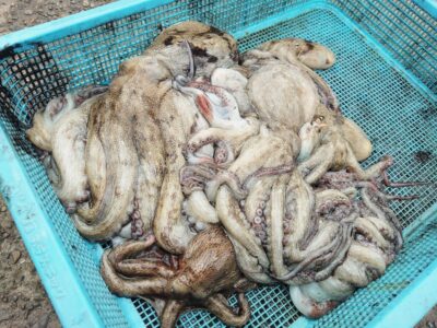 <p>三里様　旧一文字3番周辺　タコエギで良型＆新子タコ🐙</p>