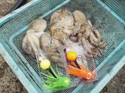 <p>メルカリタコマスター様　旧一文字赤灯　オリジナルタコ仕掛けで良型タコ🐙</p>