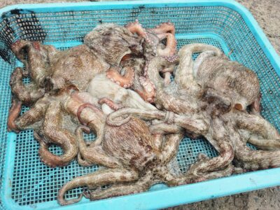 <p>たこ村様　沖の北　タコエギで良型タコ🐙</p>