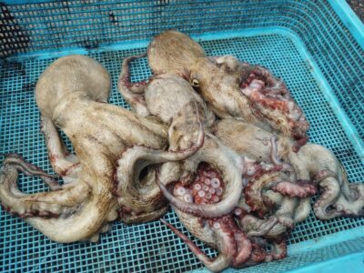<p>沖の北　イカエギ改で良型＆新子タコ🐙</p>