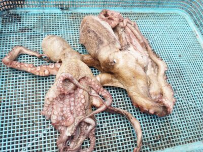 <p>沖の北　イカエギ改で良型＆新子タコ🐙</p>