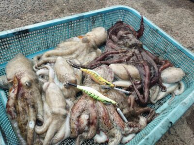 <p>上垣内様　沖の北　メジャクラ　蛸乗りジョニーで良型タコ🐙全て内向きでの釣果です♪</p>