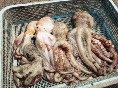 <p>たこ美様　沖の北　イカエギ改で良型タコ🐙</p>