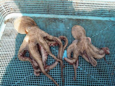 <p>宮原様　旧一文字赤灯　タコエギで新子タコ🐙</p>