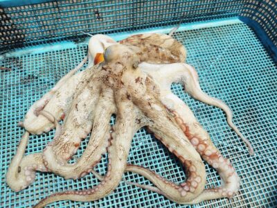 <p>沖の北　タコエギで良型タコ🐙</p>