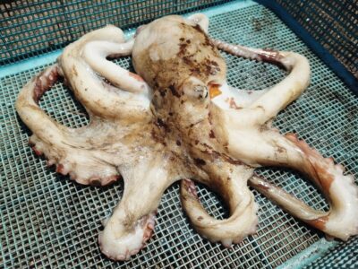 <p>橋本様　沖の北　イカエギ改で良型タコ940g🐙早朝に大ダコバラしてました…。見てました。</p>
