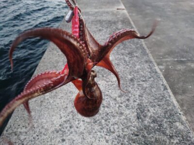 <p>釣れちゃうタマ　沖の北外向き　蛸墨族2.5号＋茄子オモリ4号＋イワシ油　良型タコ🐙底で釣れるんですけど、ちょっと苦潮っぽくて活性低い感じ。継ぎ目では釣れず。明日の雨で良くなると思います。</p>