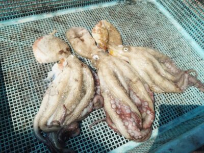 <p>旧一文字カーブ〜白灯　タコエギで新子タコ🐙</p>
