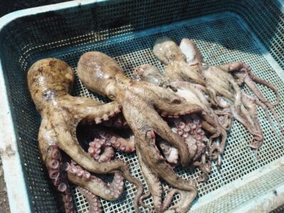 <p>からみ君　旧一文字カーブ〜白灯　メジャクラ　蛸乗りジョニーで良型＆新子タコ🐙</p>