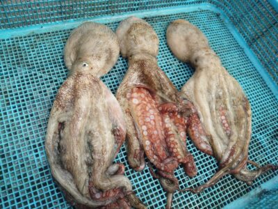 <p>たこ美様　沖の北　イカエギ改で新子タコ🐙</p>