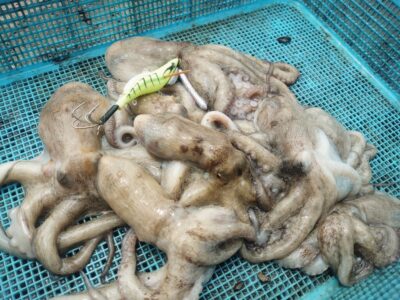 <p>上垣内様　旧一文字赤灯外向き　メジャクラ　蛸乗りジョニーで新子タコ🐙</p>