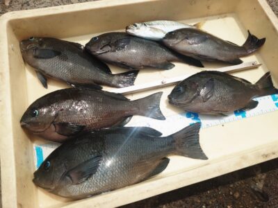 <p>上垣内様　旧一文字赤灯先端外向き　エビ撒き釣りでグレ31cm！！！</p>