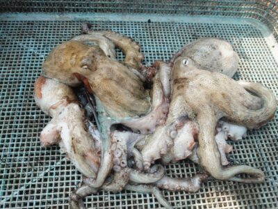 <p>🐯とらお君　旧一文字赤灯　タコエギで良型＆新子タコ🐙</p>