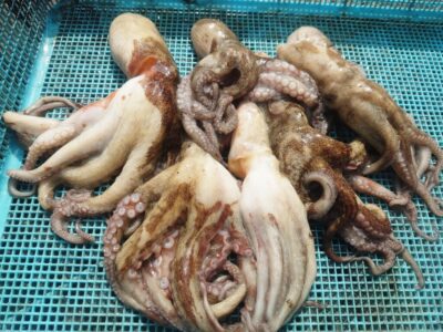<p>ミラクル宮崎様　旧一文字3番〜カーブ内向き　竿下タコジグで新子タコ🐙</p>