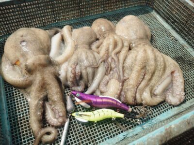 <p>上垣内様　旧一文字カーブ〜白灯　メジャクラ　蛸乗りジョニーで良型＆新子タコ🐙</p>
