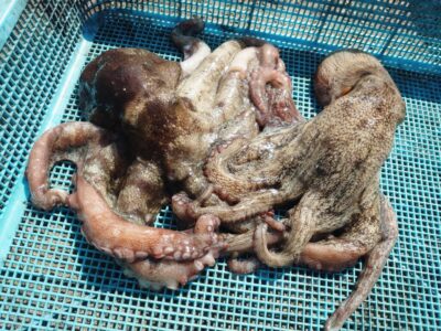 <p>亀本名人　沖の北　イカエギ改で良型タコ🐙</p>