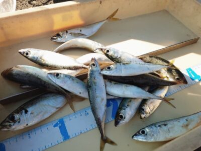 <p>沖の北　アジもいるんですけど、とにかくサバが多い…。</p>