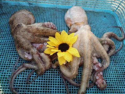 <p>ひまわり🌻様　旧一文字赤灯内向き　タコエギで良型タコ🐙</p>