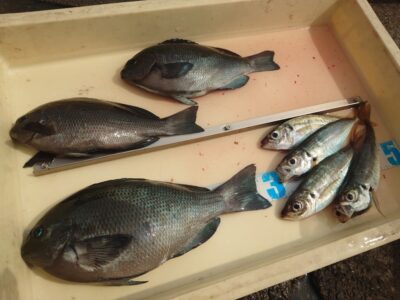<p>ハーレー赤坂様　沖の北　ウキ釣りでグレ29cm！めっちゃ太ってました♪</p>
