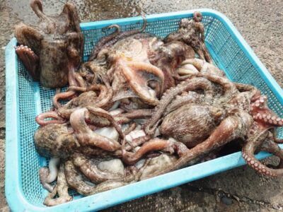 <p>芝様　沖の北　ケーソン継ぎ目でタコ大漁🐙沖の北は苦潮でした。</p>