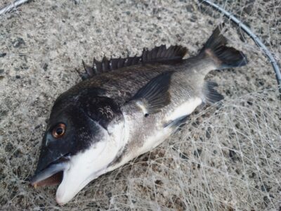 <p>釣れちゃうタマ　沖の北外向き　カタクチイワシを壁際に落としてチヌ！</p>
