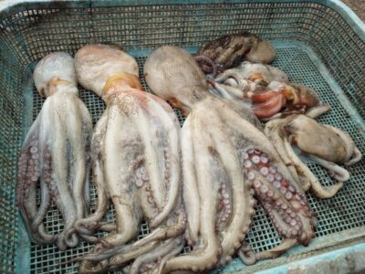 <p>上垣内様　沖の北　ケーソン継ぎ目で良型＆新子タコ🐙</p>