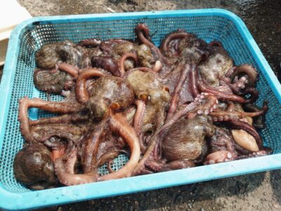 <p>森様　沖の北　ケーソン継ぎ目でタコ11杯🐙良型多数♪8時頃に時合いがあったそうです。</p>