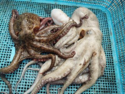 <p>ミラクル宮崎様　沖の北　ケーソン継ぎ目でタコ🐙ショアジギで大きなアタリがあったそうですが針外れ…。</p>