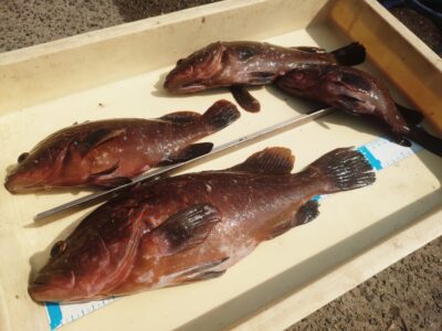 <p>田中様　旧一文字白灯外向き　エビ撒き釣りでアコウ40cm！ガシラもちょっと釣れたそうです♪</p>